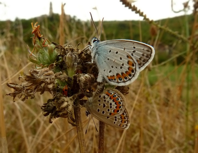 Plebejus argyrognomon